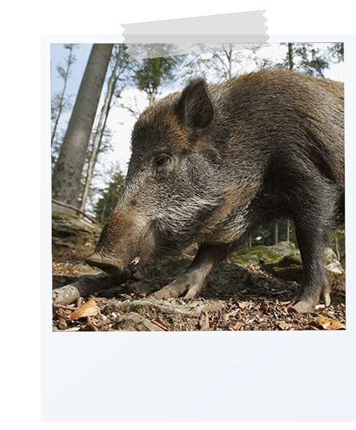 picture of a feral swine